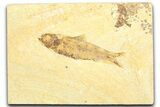 Detailed Fossil Fish (Knightia) - Wyoming #360689-1